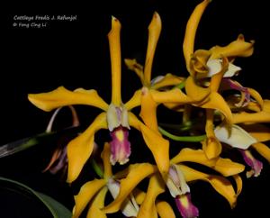 Cattleya Fredis J. Refunjol