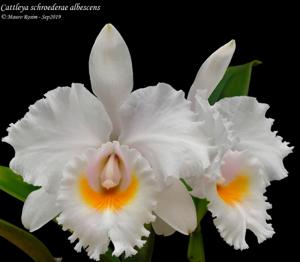 Cattleya Schroderae