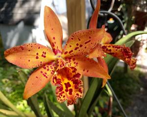 Brassocattleya Sun Spots