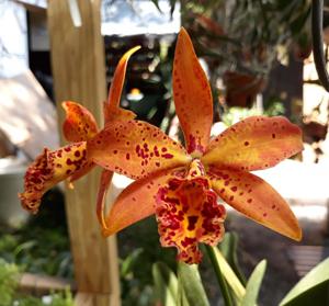 Brassocattleya Sun Spots