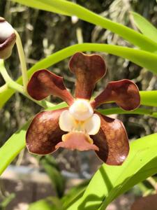 Vanda Kiwi Bob