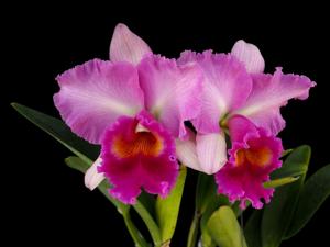 Rhyncholaeliocattleya Pink Diamond