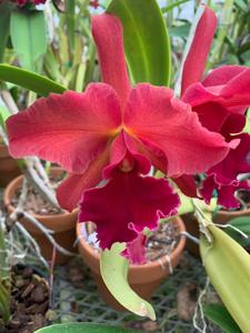 Cattleya Naomi Kerns