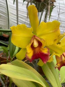 Rhyncholaeliocattleya Fortune