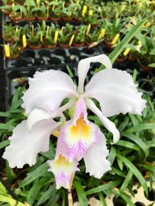 Cattleya Brenda