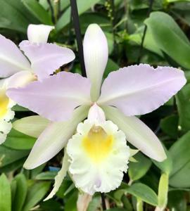 Cattleya Brenda