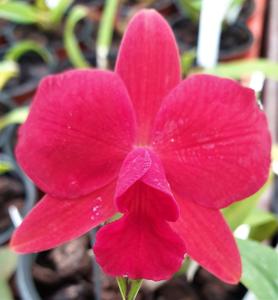 Cattleya Fire Lighter