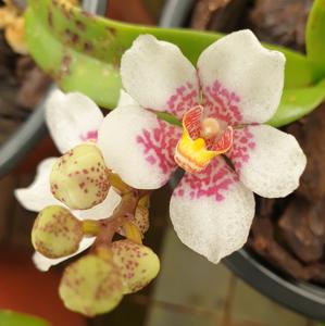 Sarcochilus Burgundy on Ice