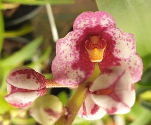 Sarcochilus Crimson Tide