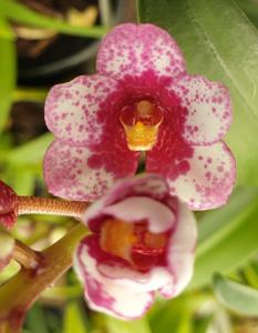 Sarcochilus Crimson Tide