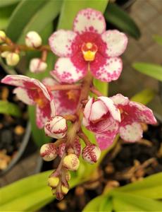 Sarcochilus Crimson Tide