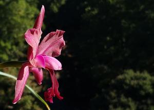 Rhyncholaeliocattleya Walden's Glen