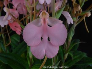 Habenaria Raingreen's Pink Paw