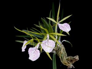 Brassocattleya Nakornpathome Silver