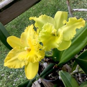 Rhyncholaeliocattleya Karen's Sunrise