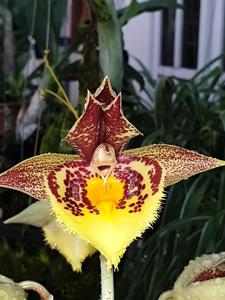 Catasetum Spotted Dragon