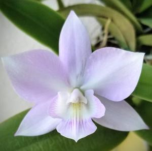 Caulocattleya Millie Bridgewater