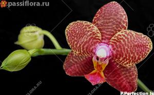 Phalaenopsis Perfection Is