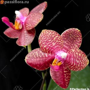 Phalaenopsis Perfection Is