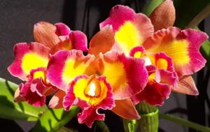 Rhyncholaeliocattleya Village Chief Rose