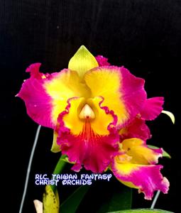 Rhyncholaeliocattleya Taiwan Fantasy