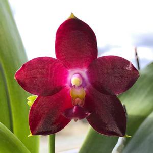 Phalaenopsis SM Antich Supernova