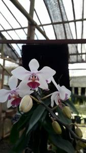 Phalaenopsis intermedia var. portei