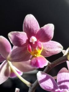 Phalaenopsis Mary Sarmento