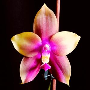 Phalaenopsis Miki Mok Choi Bear Queen