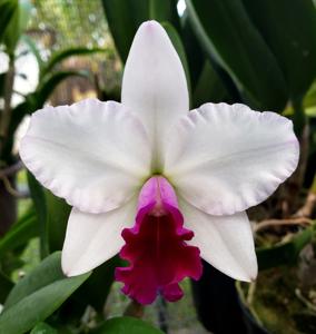 Rhyncholaeliocattleya Mayor Yamasaki