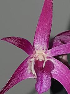 Dendrobium Crooky