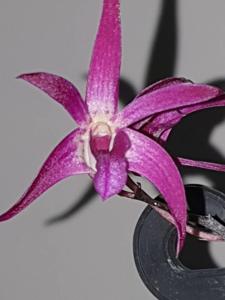 Dendrobium Crooky