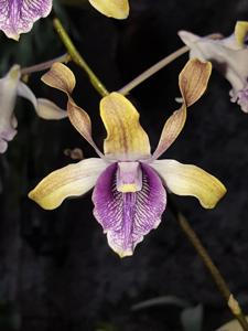 Dendrobium Azka Beauty