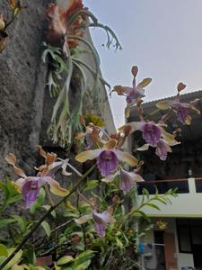 Dendrobium Azka Beauty