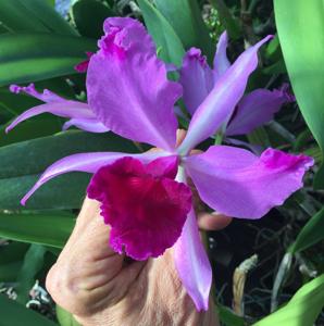 Cattleya Callistoglossa