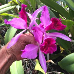 Cattleya Callistoglossa