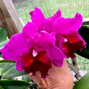 Rhyncholaeliocattleya Star of Bethlehem