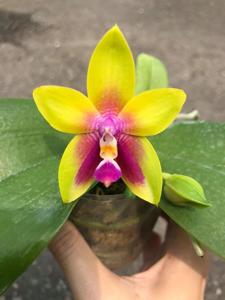 Phalaenopsis Miro Be Queen