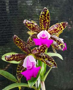 Cattleya Korat Spots