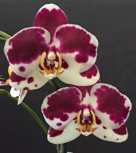 Phalaenopsis Nico Redland Mist