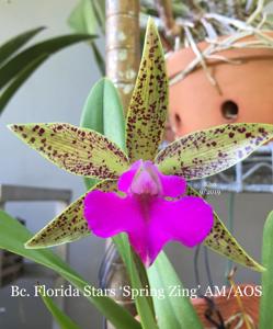 Brassocattleya Florida Stars