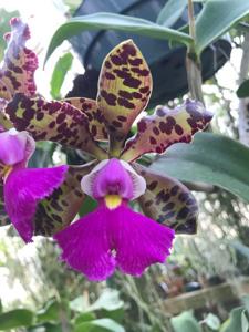 Cattleya Peckaviensis