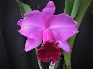 Cattleya Kathryn Leahey