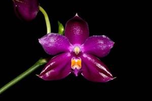 Phalaenopsis Su-An Super Star