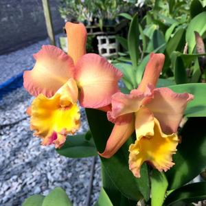 Rhyncholaeliocattleya Pisgah King