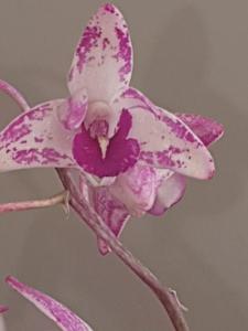 Dendrobium Julia-kingianum