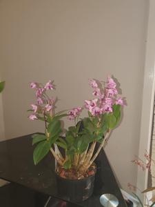 Dendrobium Julia-kingianum