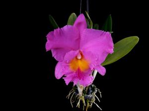 Rhyncholaeliocattleya Pink Empress