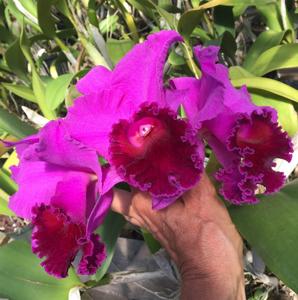 Rhyncholaeliocattleya Fall Splendor