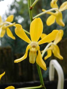 Vanda Cinderella